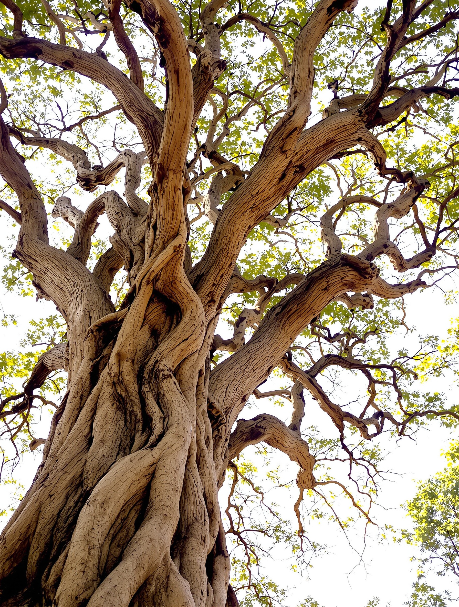 arbre robuste branches noueuses résilience apaisement