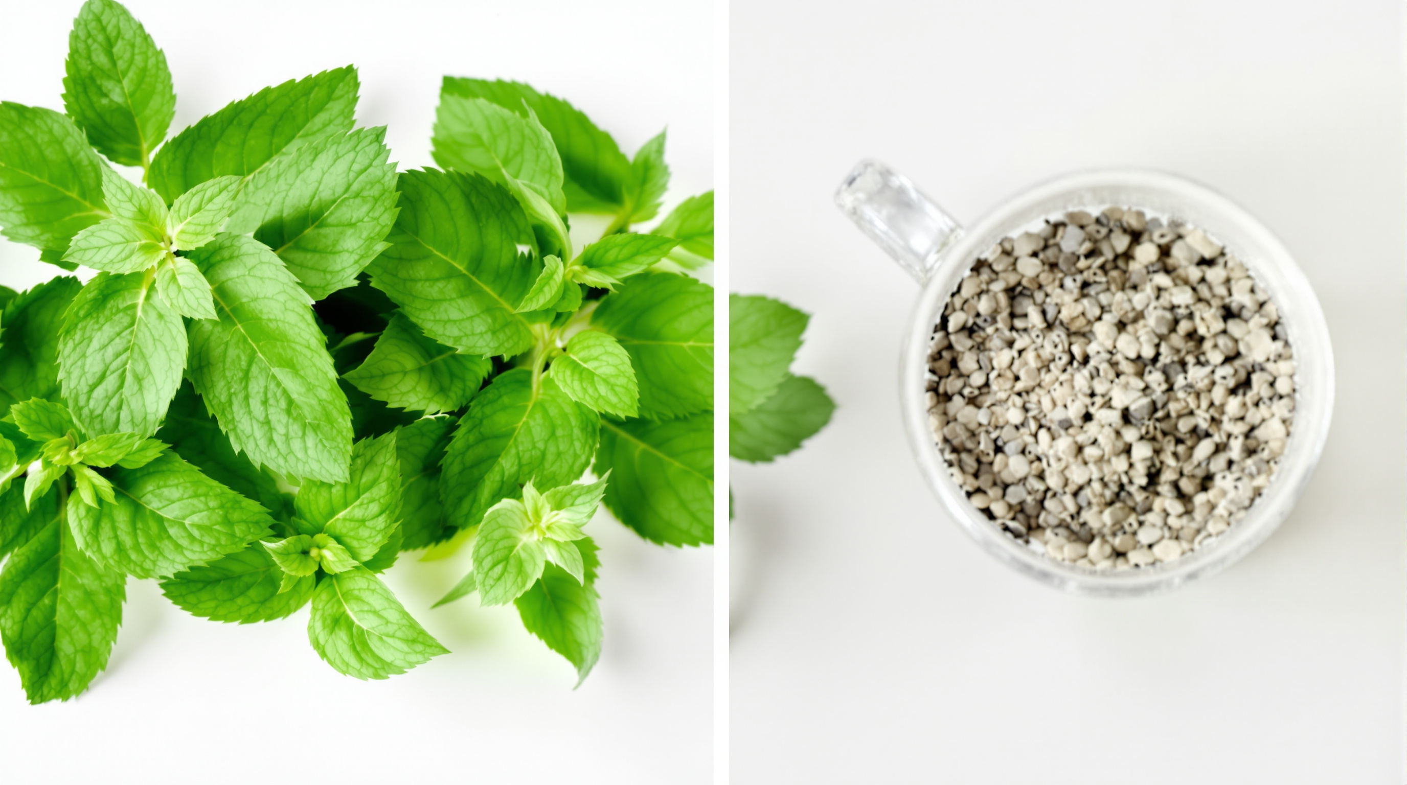 Comparaison qualité infusion menthe poivrée vs poudre bas de gamme