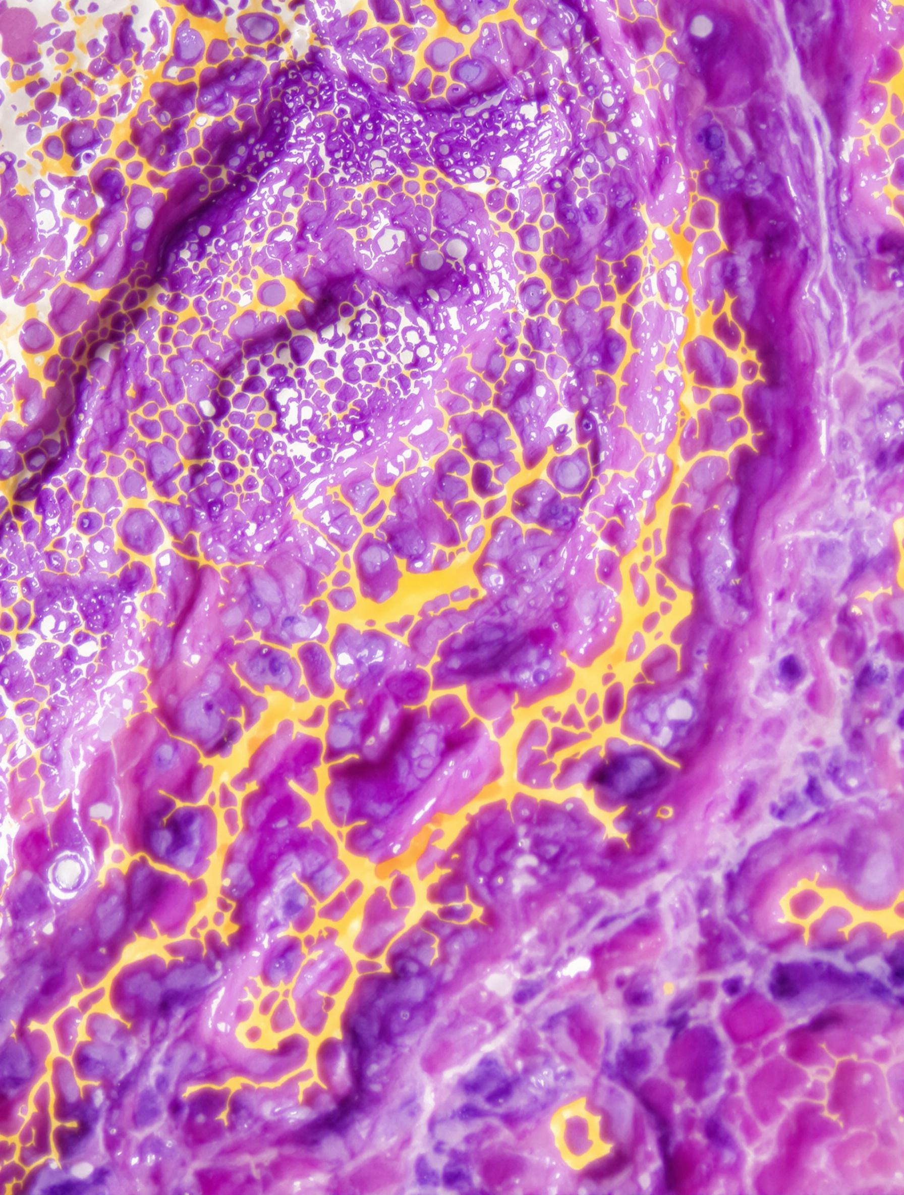 Vue microscopique du gland montrant un épithélium riche en corpuscules sensoriels