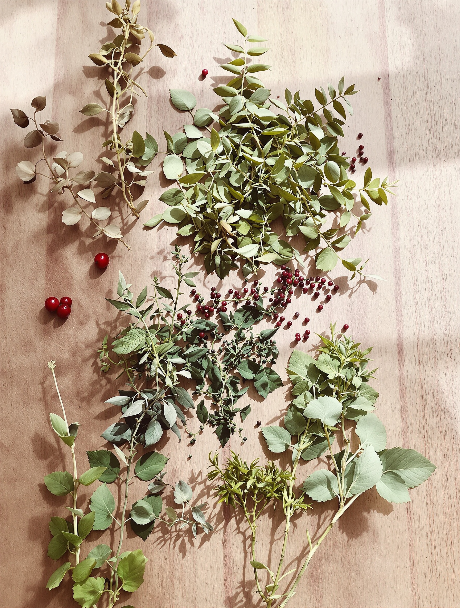 Plantes médicinales efficaces contre les infections urinaires