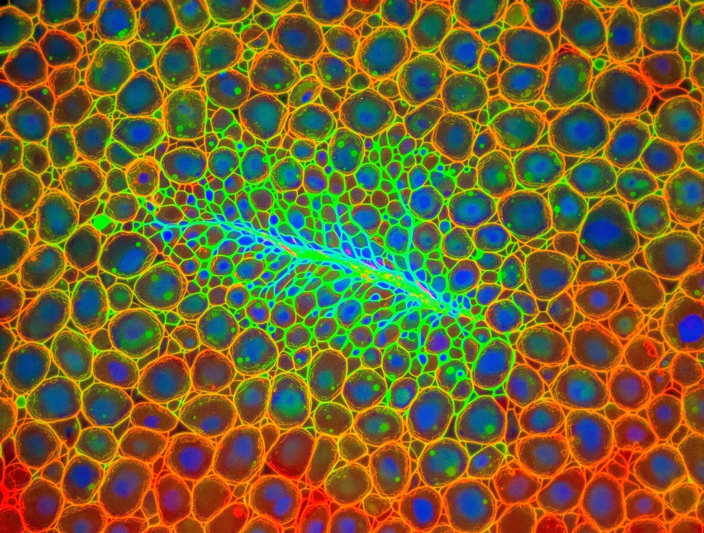 Microphotographie d’un canalicule biliaire entouré d’hépatocytes