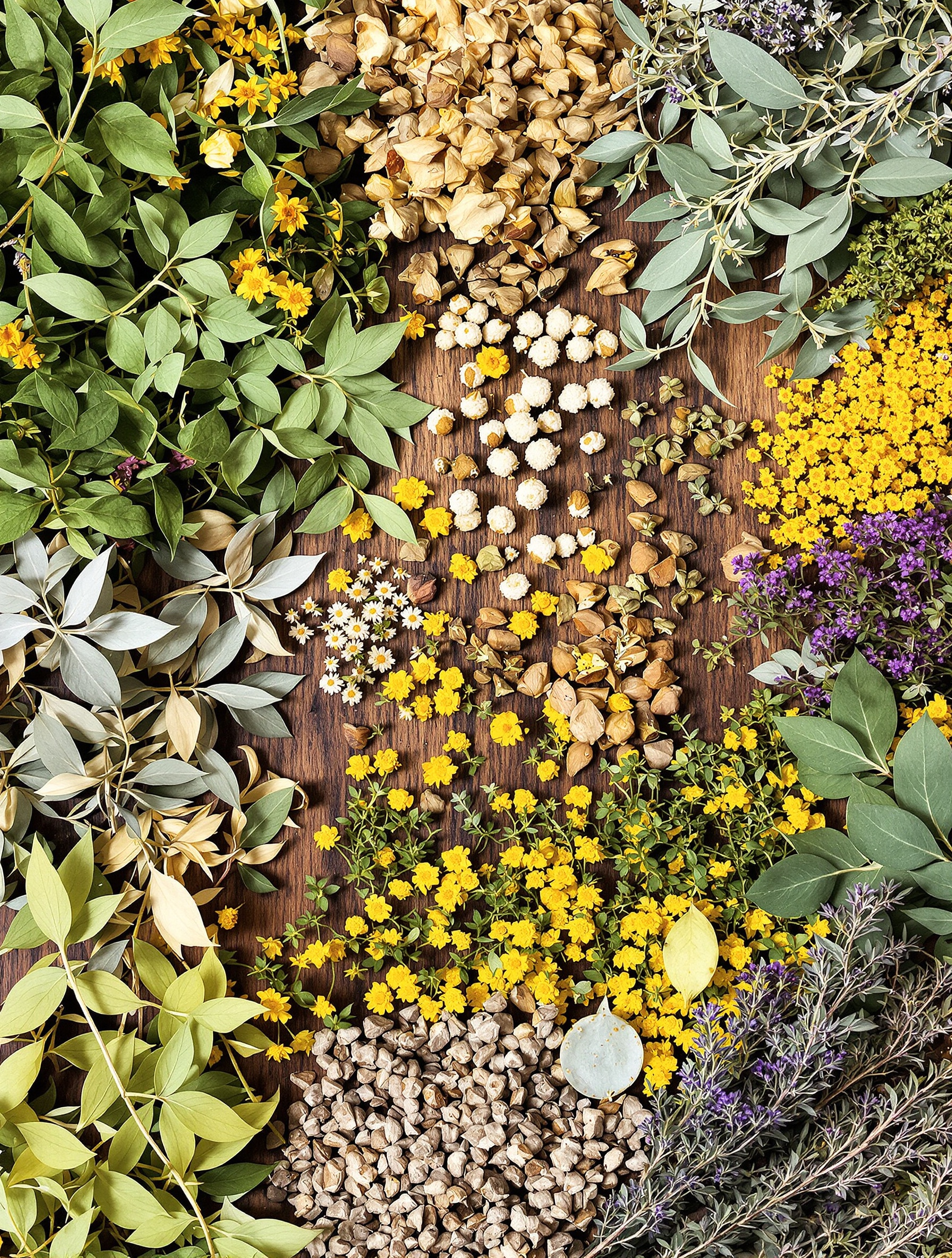 Plantes médicinales sauvages d'Ikaria