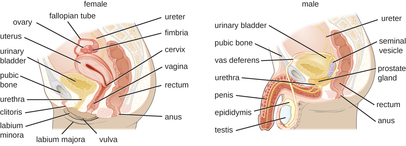 Schéma simplifié anatomie féminine urètre-anus-vessie