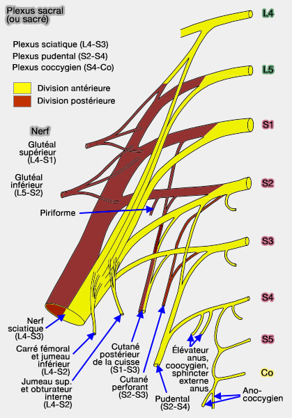 Schéma anatomique colon sigmoïde et nerf sciatique - Thierry Philip naturopathe Lausanne