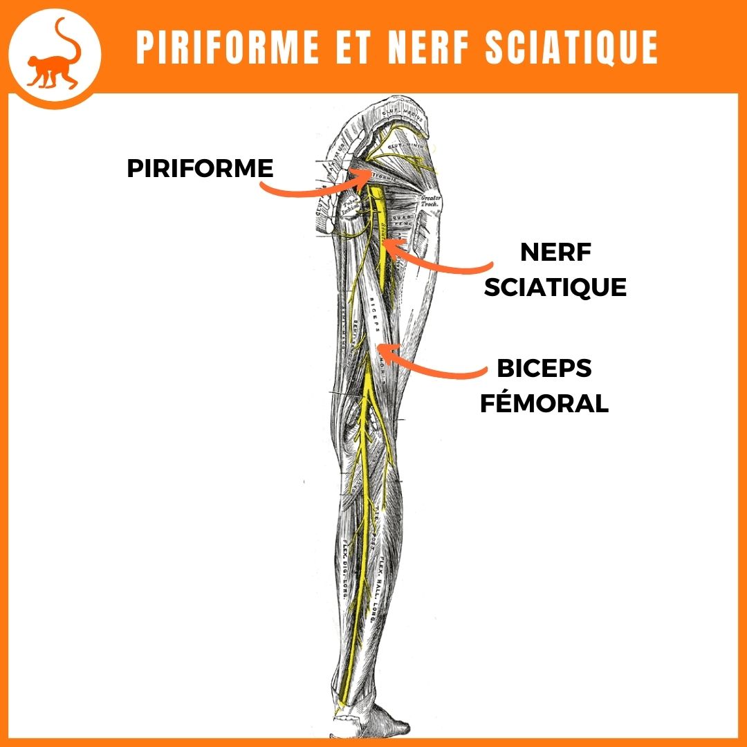 Schéma anatomique muscle piriforme et nerf sciatique