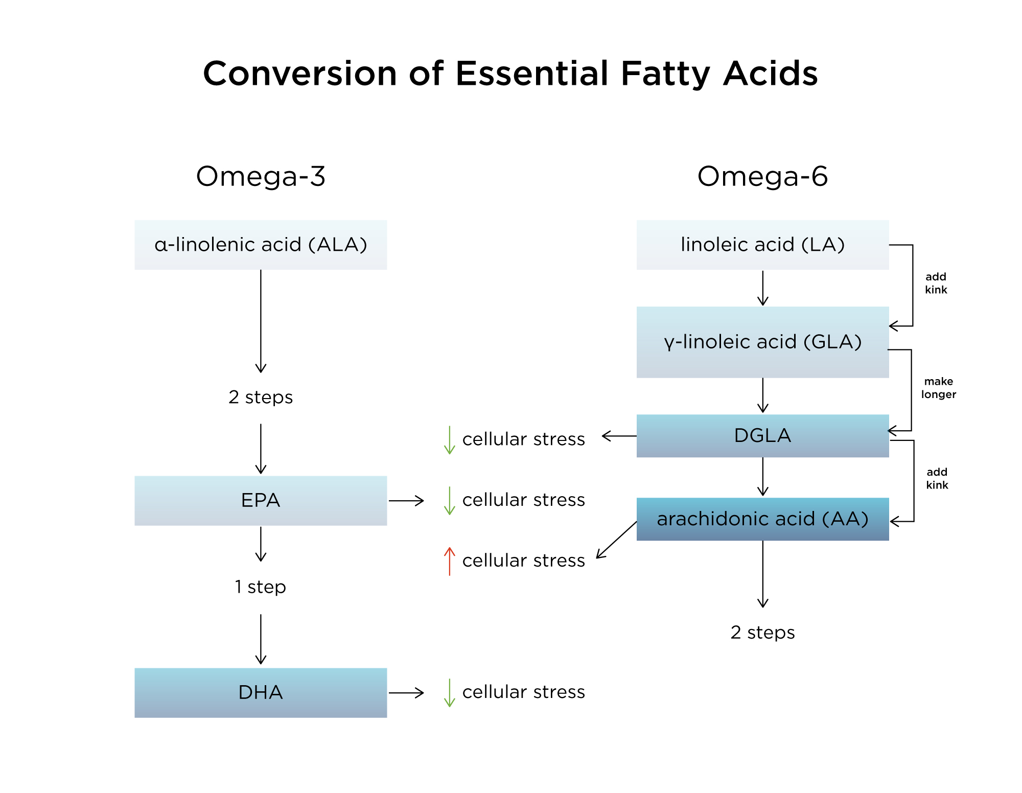 Schéma formation prostaglandines anti-inflammatoires à partir du GLA.