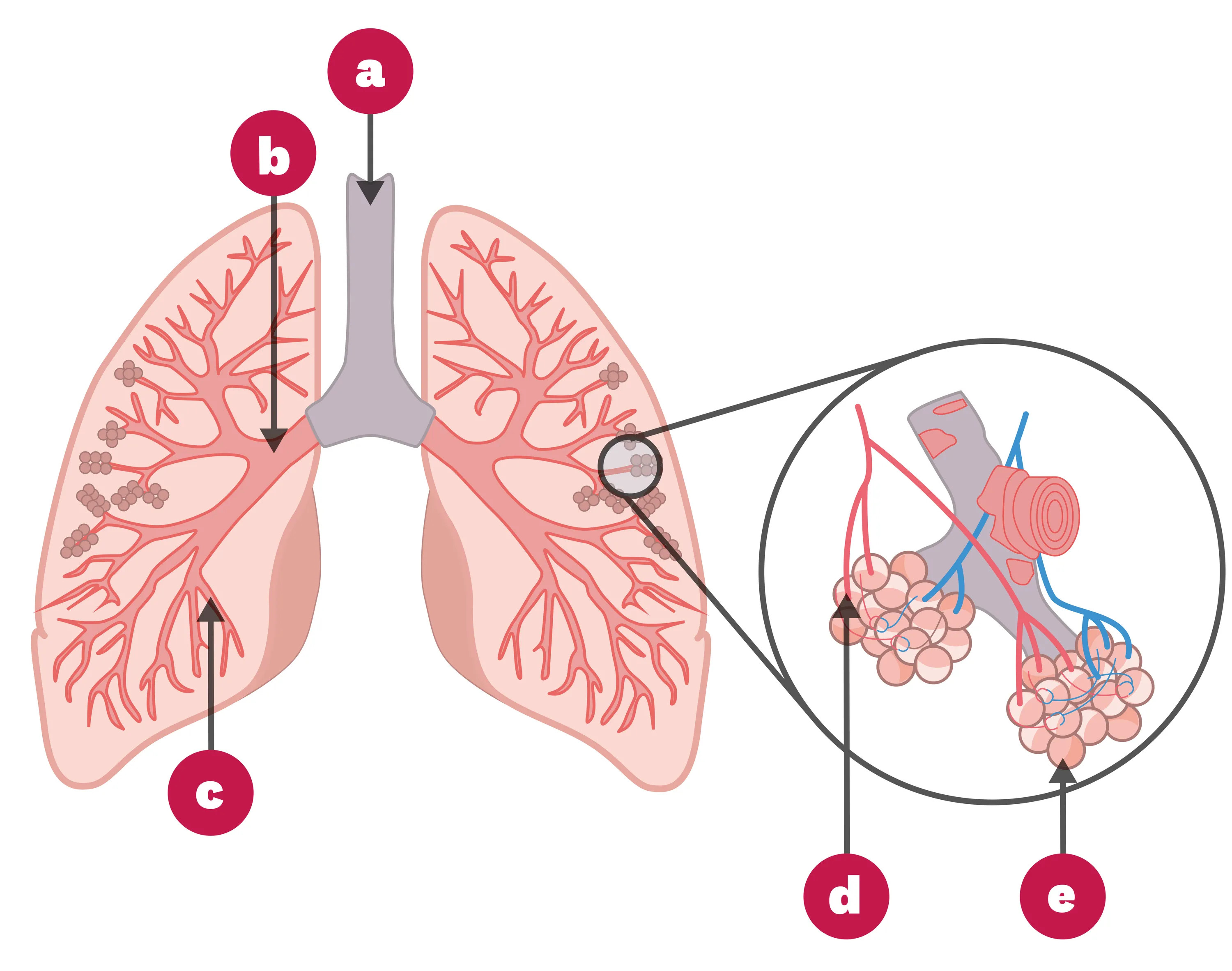 Schéma mécanismes naturels nettoyage poumons trachée bronches micro-cils mucosités