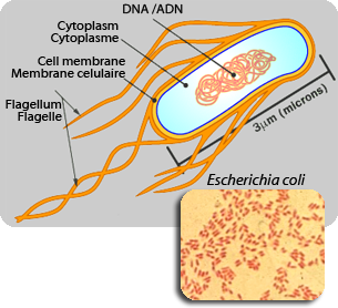 Schéma illustrant la bactérie Escherichia coli et son rôle dans les infections urinaires