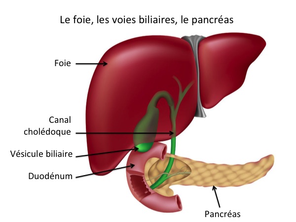 Schéma anatomique du foie, veine porte, artère hépatique et vésicule biliaire