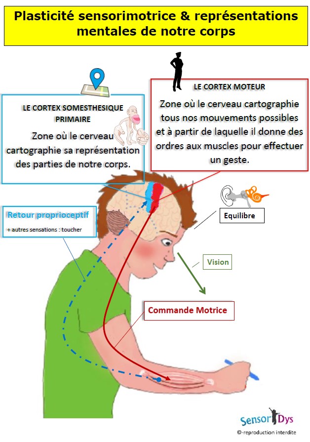Neuroplasticité post-AVC: nouvelles connexions neuronales et récupération motrice