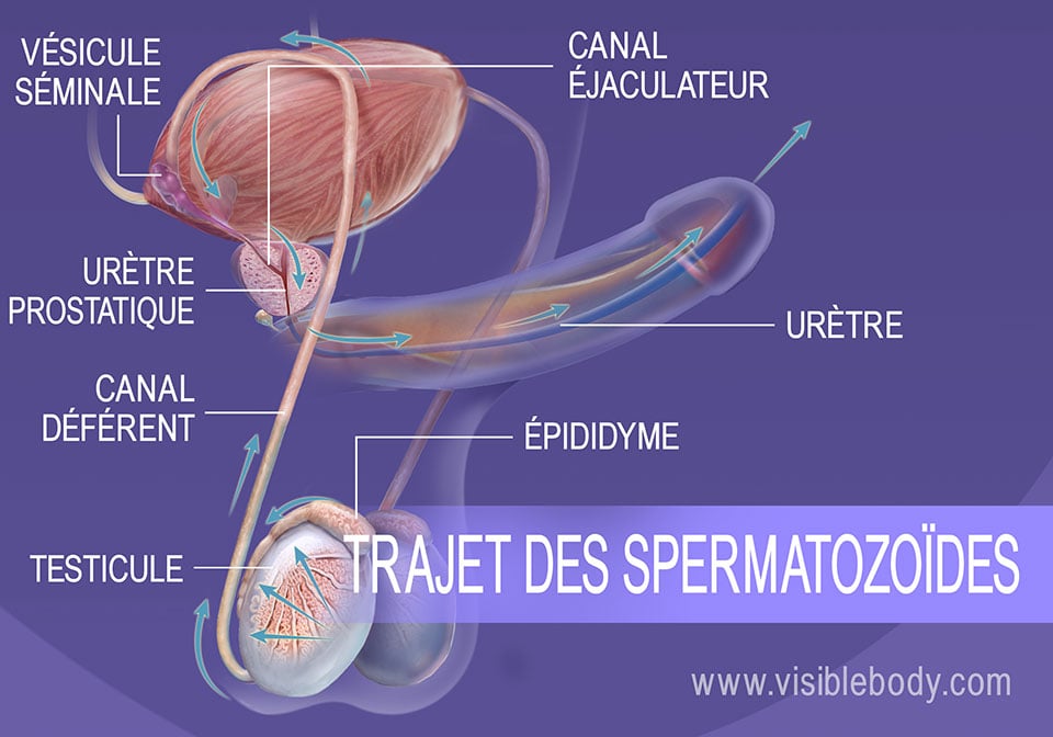 Schéma physiologique montrant le trajet des spermatozoïdes de leur formation à l’éjaculation