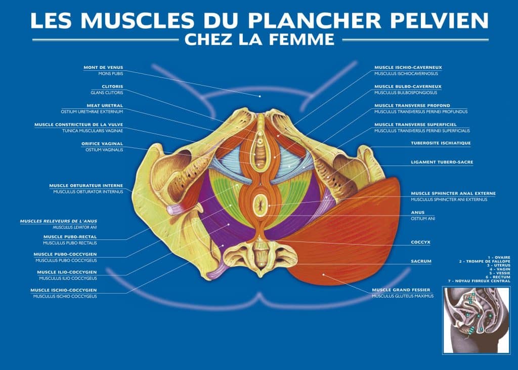 Schéma d’un appareil d’électrostimulation pour le plancher pelvien.