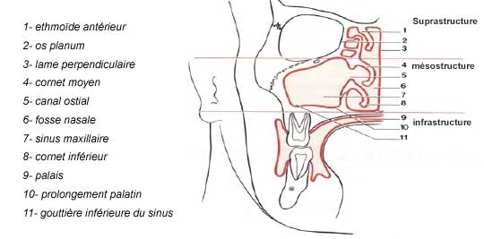Schéma du sinus maxillaire jouxtant les racines dentaires supérieures