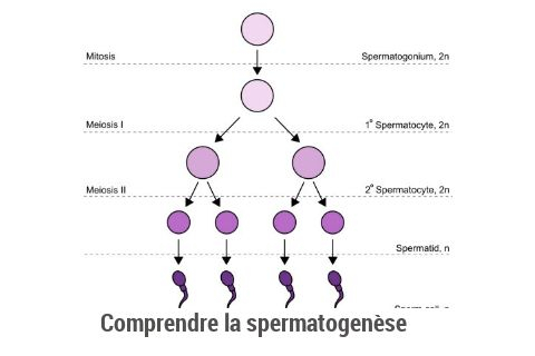 Schéma simplifié du processus de spermatogenèse dans les tubules séminifères.