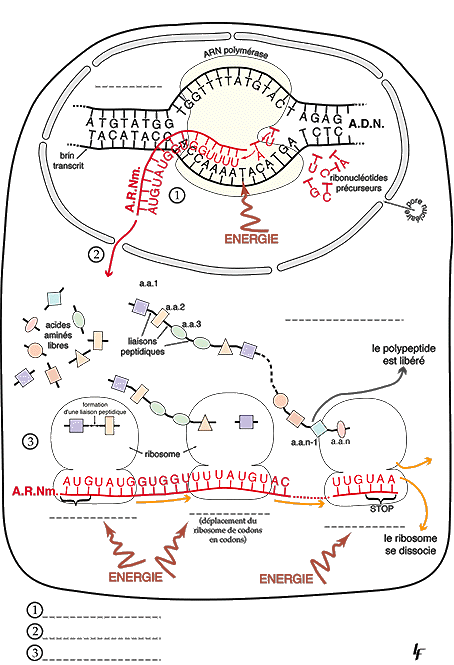 Schéma simplifié illustrant la synthèse protéique et la rétention d'azote dans le muscle.