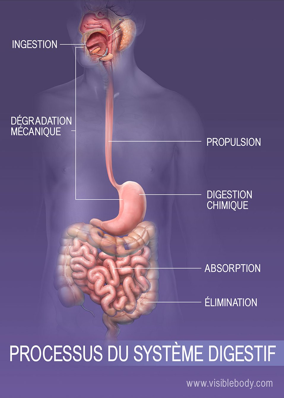 Schéma du système digestif montrant l'influence de l'alimentation sur l'absorption des médicaments