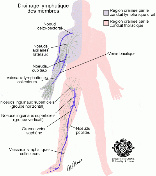 Schéma système lymphatique jambe
