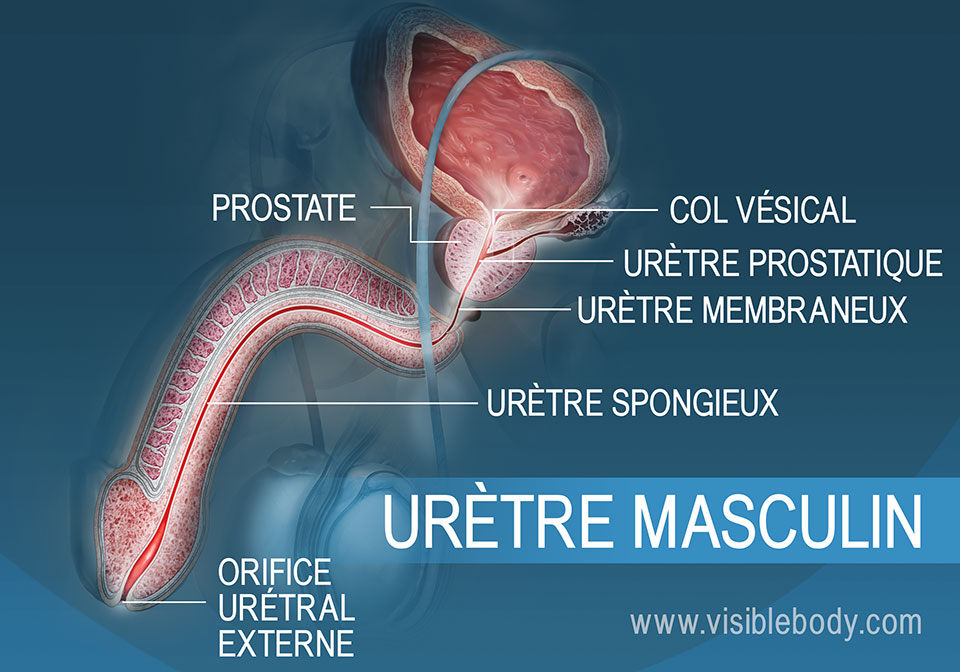 Schéma anatomique de l’urètre masculin montrant le trajet de l’urine et du sperme