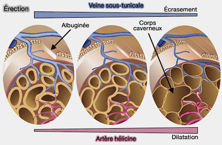 Schéma montrant la vasocongestion du pénis lors de l’érection, avec le rôle des artères hélicines