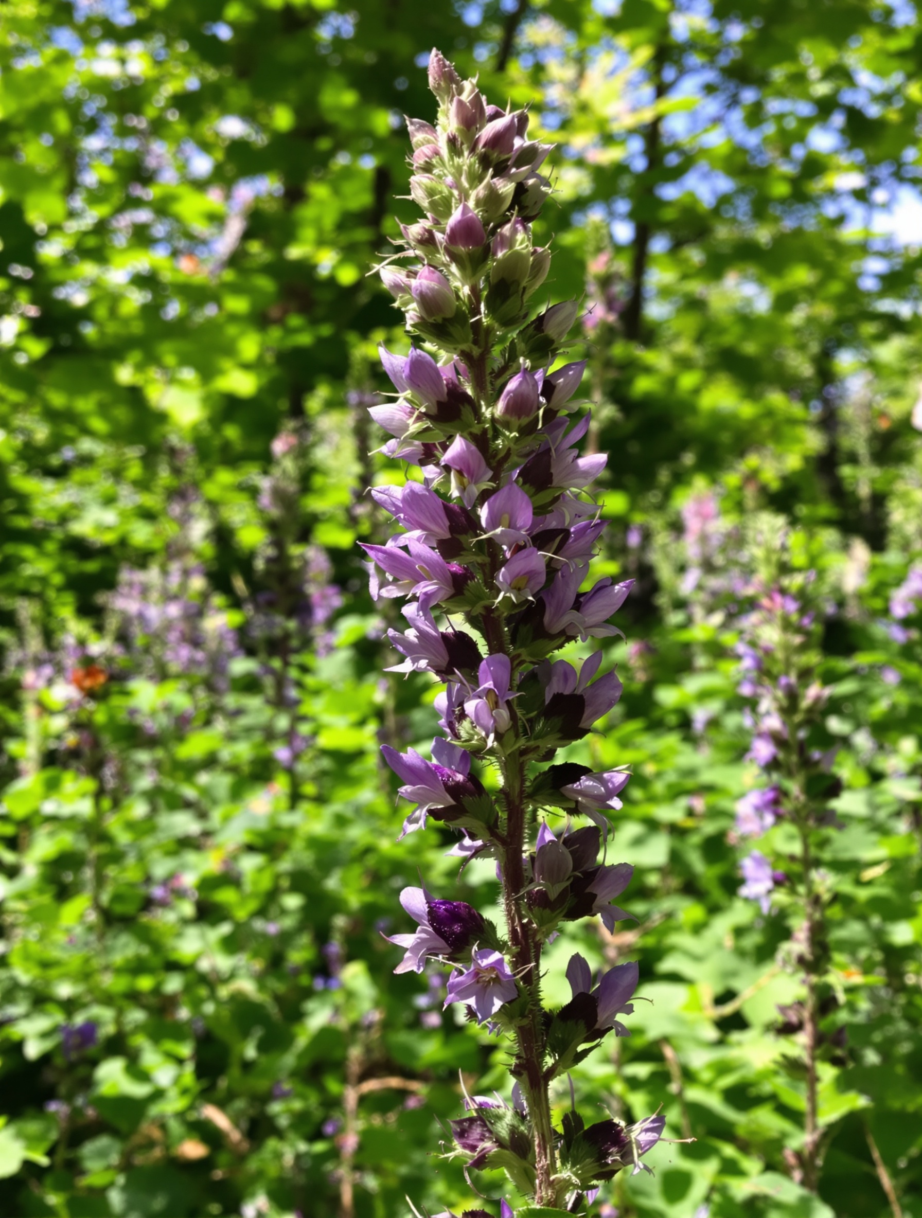 Plan rapproché de la plante Scrofulaire noueuse dans un sous-bois, tige carrée et petites fleurs pourpres.