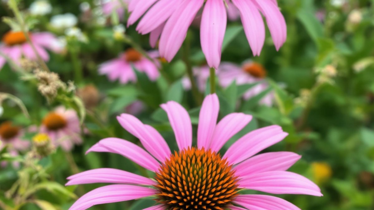 Plante médicinale et santé naturelle