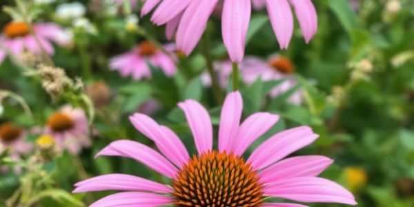 Plante médicinale et santé naturelle